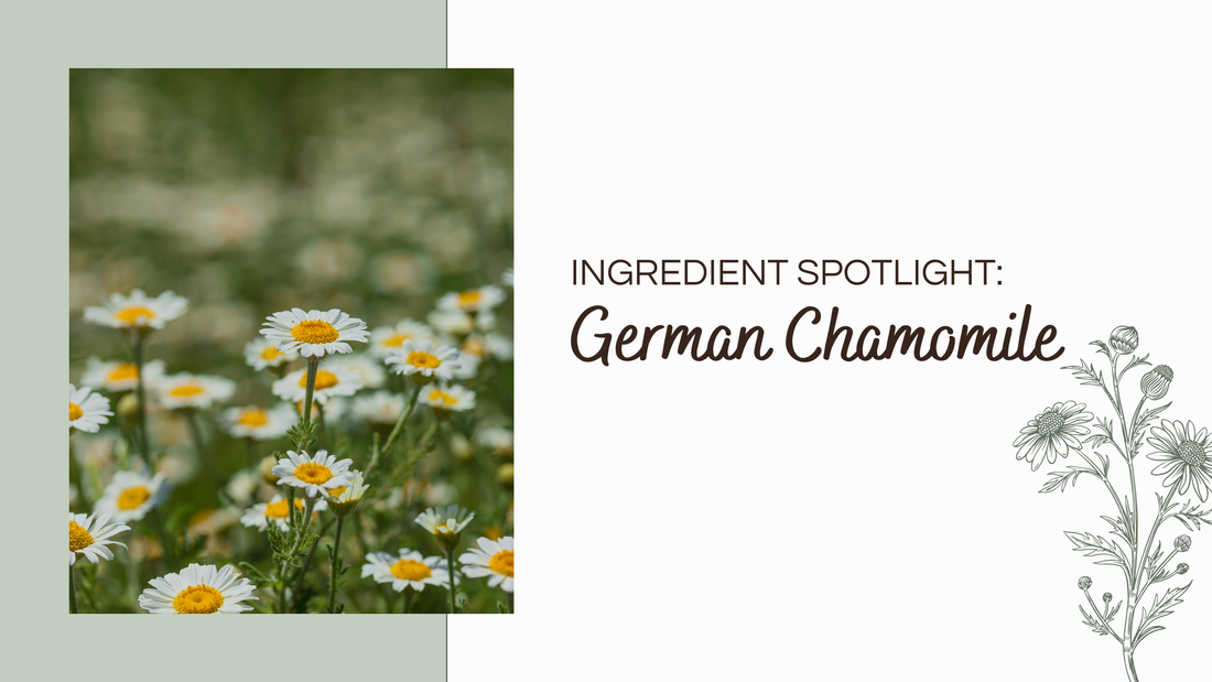 7. Spotlight Ingredient: German Chamomile